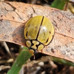 Harmonia testudinaria at QPRC LGA - 16 May 2024 10:41 AM