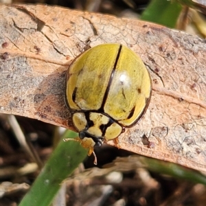 Harmonia testudinaria at QPRC LGA - 16 May 2024 10:41 AM