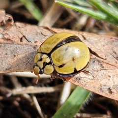 Harmonia testudinaria at QPRC LGA - 16 May 2024 10:41 AM