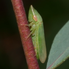 Cicadellidae (family) at WendyM's farm at Freshwater Ck. - 7 Apr 2023 by WendyEM