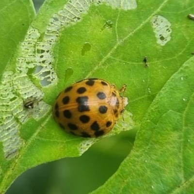 Epilachna sumbana (A Leaf-eating Ladybird) at Burnside, QLD - 16 May 2024 by clarehoneydove