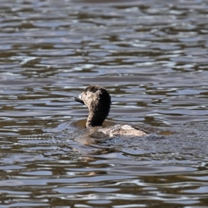 Biziura lobata at Googong Foreshore - 15 May 2024