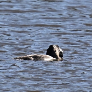 Biziura lobata at Googong Foreshore - 15 May 2024 01:53 PM