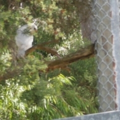 Accipiter novaehollandiae (Grey Goshawk) at WendyM's farm at Freshwater Ck. - 27 Mar 2021 by WendyEM