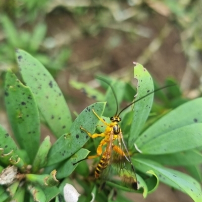 Ichneumonidae (family) at Burnside, QLD - 16 May 2024 by clarehoneydove