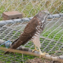 Accipiter fasciatus (Brown Goshawk) at WendyM's farm at Freshwater Ck. - 23 Apr 2021 by WendyEM