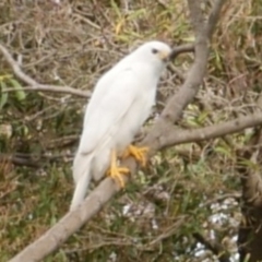 Accipiter novaehollandiae (Grey Goshawk) at WendyM's farm at Freshwater Ck. - 13 May 2021 by WendyEM