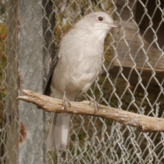 Colluricincla harmonica (Grey Shrikethrush) at WendyM's farm at Freshwater Ck. - 17 May 2021 by WendyEM