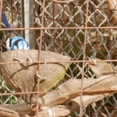 Malurus cyaneus (Superb Fairywren) at WendyM's farm at Freshwater Ck. - 17 May 2021 by WendyEM