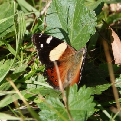 Vanessa itea (Yellow Admiral) at Hall, ACT - 16 May 2024 by Anna123