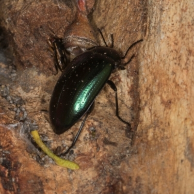 Chalcopteroides columbinus (Rainbow darkling beetle) at Higgins, ACT - 8 May 2024 by AlisonMilton