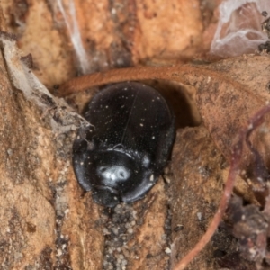 Pterohelaeus striatopunctatus at Higgins, ACT - 8 May 2024