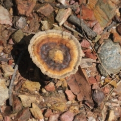 Sanguinoderma rude (Red-staining Stalked Polypore) at Currowan, NSW - 19 Mar 2024 by UserCqoIFqhZ