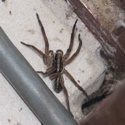 Unidentified Spider at Currowan, NSW - 19 Mar 2024 by UserCqoIFqhZ