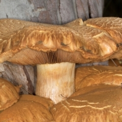 Gymnopilus junonius (Spectacular Rustgill) at Scullin, ACT - 8 May 2024 by AlisonMilton