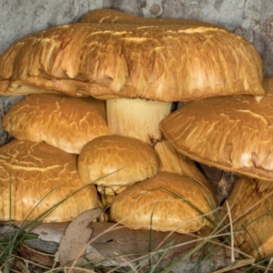 Gymnopilus junonius at Scullin, ACT - 8 May 2024 10:30 AM