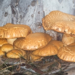 Gymnopilus junonius at Scullin, ACT - 8 May 2024 10:30 AM