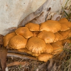 Gymnopilus junonius at Scullin, ACT - 8 May 2024