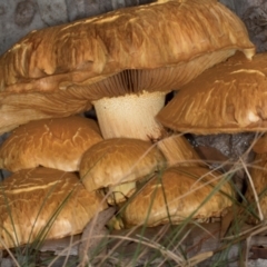 Gymnopilus junonius at Scullin, ACT - 8 May 2024 10:30 AM