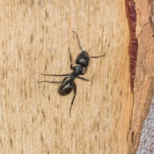 Camponotus aeneopilosus at Higgins, ACT - 8 May 2024 11:14 AM