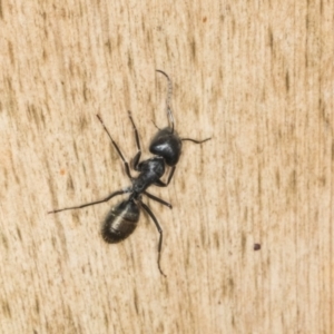 Camponotus aeneopilosus at Higgins, ACT - 8 May 2024 11:14 AM