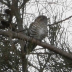 Chalcites lucidus at WendyM's farm at Freshwater Ck. - 12 Sep 2021 01:40 PM