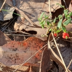 Einadia nutans (Climbing Saltbush) at Magpie Hill Park, Lyneham - 18 Apr 2024 by MPhillips