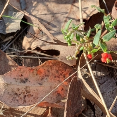 Einadia nutans (Climbing Saltbush) at Magpie Hill Park, Lyneham - 18 Apr 2024 by MPhillips