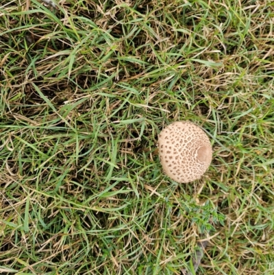 Macrolepiota clelandii (Macrolepiota clelandii) at Jacka, ACT - 16 May 2024 by Jiggy