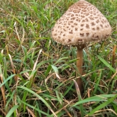 Macrolepiota clelandii at Jacka, ACT - 16 May 2024 10:31 AM