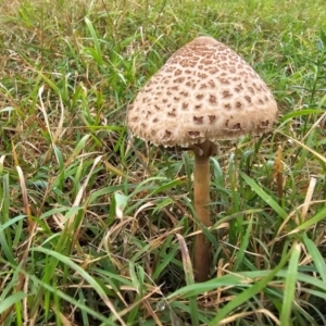 Macrolepiota clelandii at Jacka, ACT - 16 May 2024 10:31 AM