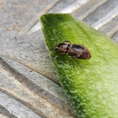 Naupactus cervinus (Fuller's rose weevil) at Jacka, ACT - 16 May 2024 by Jiggy