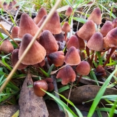 Mycena kuurkacea (Bleeding Mycena) at Jacka, ACT - 16 May 2024 by Jiggy