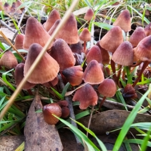 Mycena kuurkacea at Jacka, ACT - 16 May 2024 12:14 PM