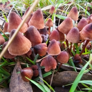 Mycena kuurkacea at Jacka, ACT - 16 May 2024 12:14 PM