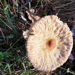 Macrolepiota clelandii (Macrolepiota clelandii) at Jacka, ACT - 16 May 2024 by Jiggy