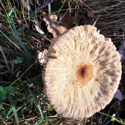 Macrolepiota clelandii (Macrolepiota clelandii) at Jacka, ACT - 16 May 2024 by Jiggy