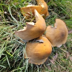 Unidentified Fungus at Jacka, ACT - 16 May 2024 by Jiggy