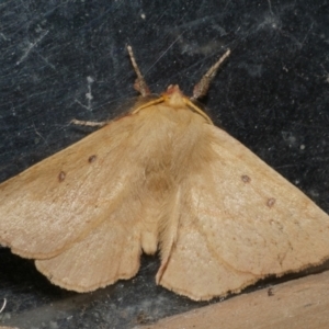 Anthela acuta at WendyM's farm at Freshwater Ck. - 20 Oct 2023 10:24 PM
