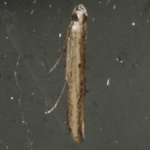 Batrachedra (genus) at suppressed - 20 Oct 2023 10:24 PM