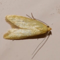 Aeolothapsa malacella (A Concealer moth) at WendyM's farm at Freshwater Ck. - 20 Oct 2023 by WendyEM