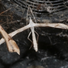 Platyptilia celidotus (Plume Moth) at WendyM's farm at Freshwater Ck. - 20 Oct 2023 by WendyEM