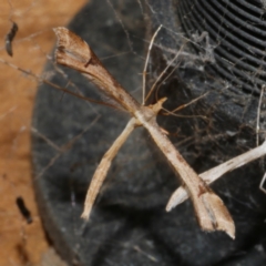 Sinpunctiptilia emissalis (Speedwell Pterror) at WendyM's farm at Freshwater Ck. - 20 Oct 2023 by WendyEM