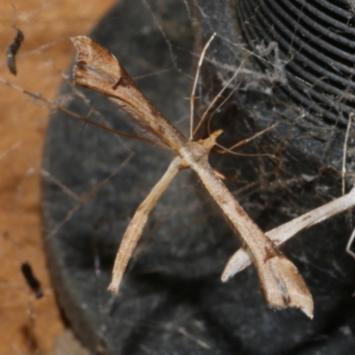 Sinpunctiptilia emissalis (Speedwell Pterror) at WendyM's farm at Freshwater Ck. - 20 Oct 2023 by WendyEM