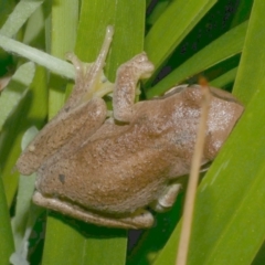 Litoria ewingii at Freshwater Creek, VIC - 23 Oct 2023 by WendyEM