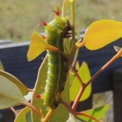 Opodiphthera helena (Helena Gum Moth) at WendyM's farm at Freshwater Ck. - 29 Oct 2023 by WendyEM