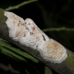 Septobasidium sp. at WendyM's farm at Freshwater Ck. - 13 Oct 2023 by WendyEM