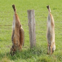 Vulpes vulpes (Red Fox) at WendyM's farm at Freshwater Ck. - 19 Jul 2023 by WendyEM