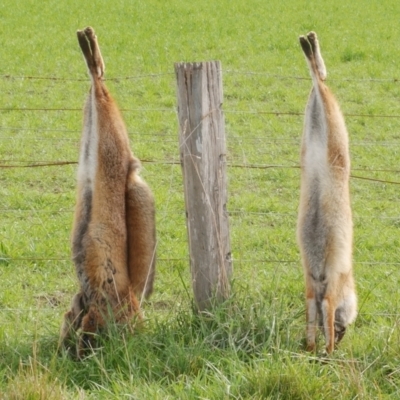 Vulpes vulpes (Red Fox) at WendyM's farm at Freshwater Ck. - 19 Jul 2023 by WendyEM