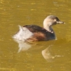 Tachybaptus novaehollandiae (Australasian Grebe) at WendyM's farm at Freshwater Ck. - 22 Jul 2023 by WendyEM